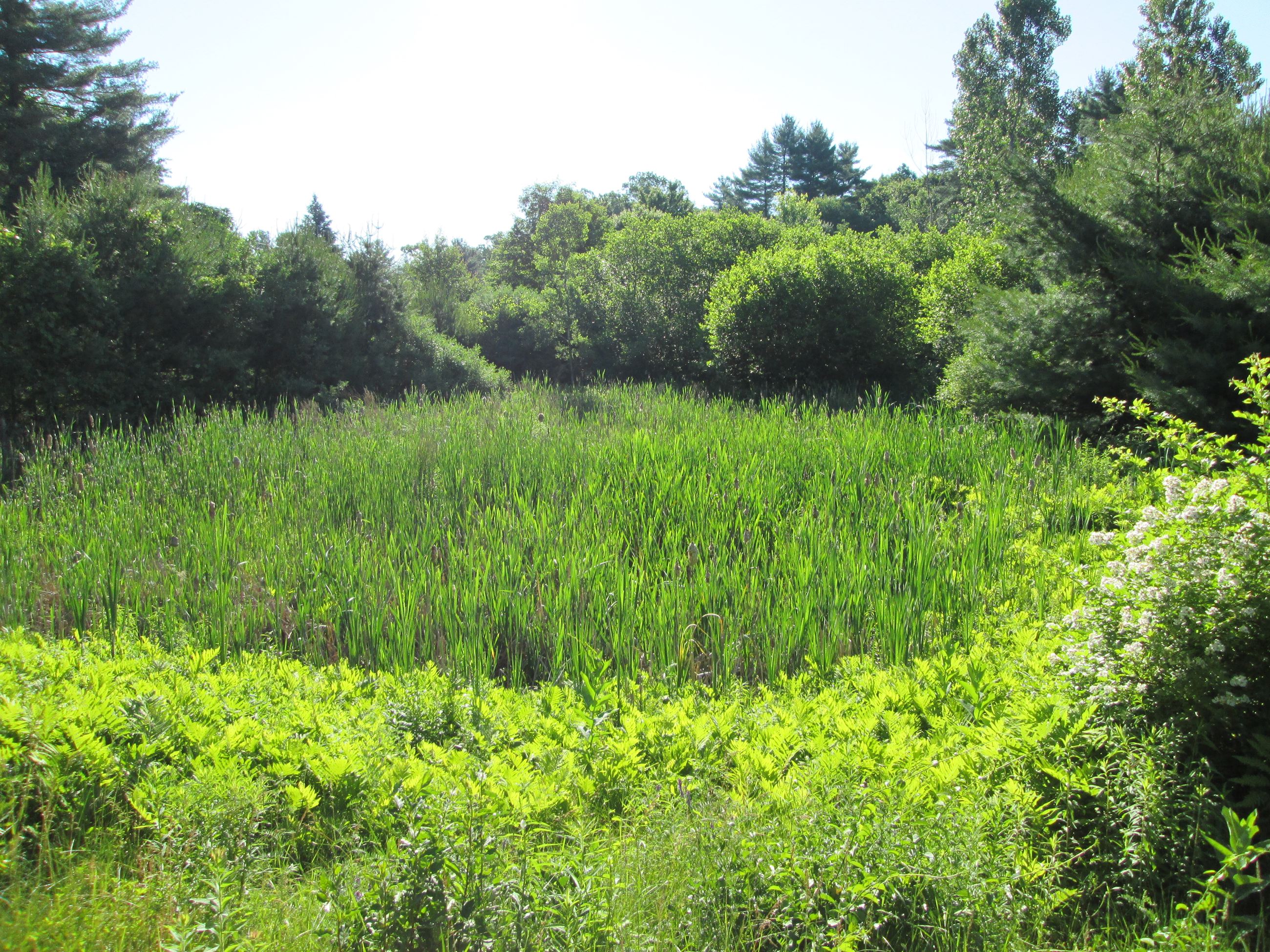 Tyler Drive Detention Pond before